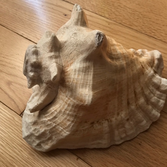 Natural Pink Conch Shell - Picture 2 of 8